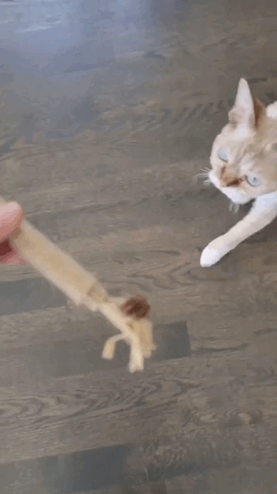 Denti Miau